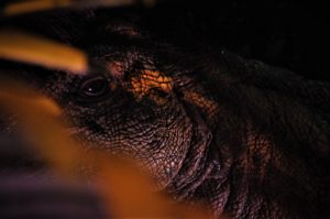 Exposition Jurassic World : faut-il dépenser sans compter ?