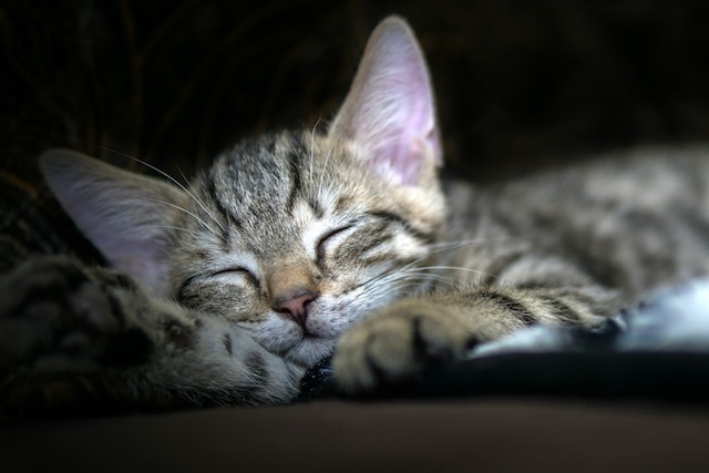 Critique La Magie Du Sommeil : Prêts Pour Un Bon Gros Dodo ?