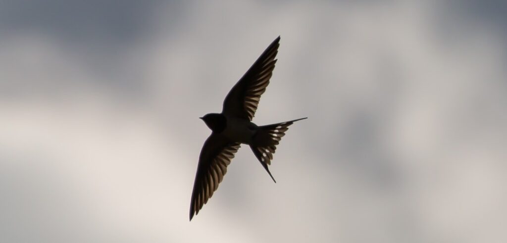Critique P’tite hirondelle : une ode sensible à la nature et à l’humain Critique P'tite hirondelle-1