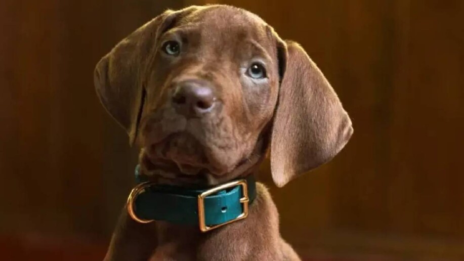 Scooby-Doo, Pokémon, Catwoman… notre recap’ de la semaine Brad Pitt, Scooby-Doo, Pokémon, Catwoman... voici le recap' de la semaine